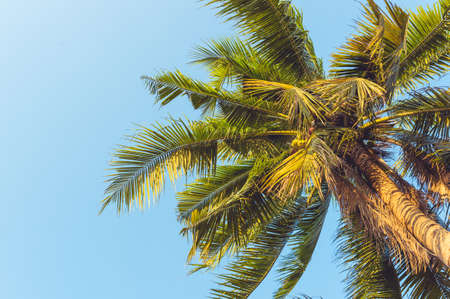 Coconut tree on blue skyの写真素材