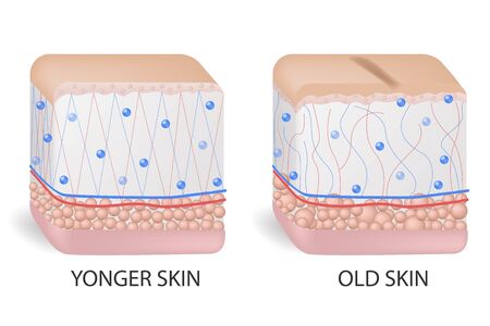 collagen and elastine. Younger and older skin. Visual representation of skin changes over a lifetime.のイラスト素材