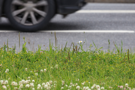 A fragment of a summer lawn against the background of a roadway.の写真素材