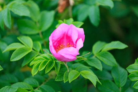 Flower and foliage of dogrose in the wilting phase.の写真素材