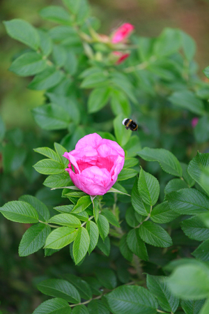 Flower and briar foliage and bumblebee.の写真素材