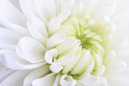 A white chrysanthemum flower close-up on a white background.の写真素材