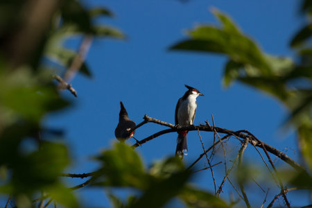 Red-whiskered bulbulの写真素材