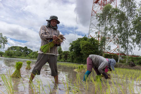 Farmersのeditorial素材