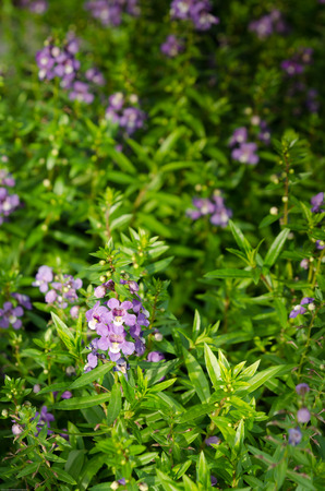 Purple flower gardenの写真素材