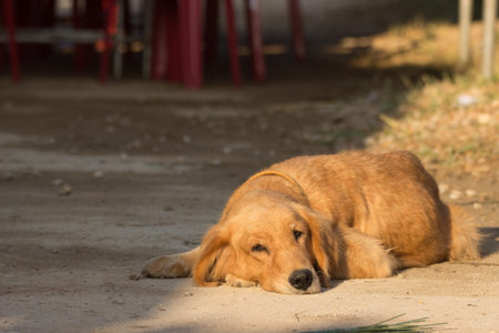 Golden retreiverの写真素材
