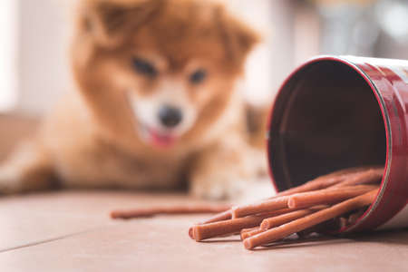 Cute dog with bowl of cookies on wooden floor, closeupの写真素材