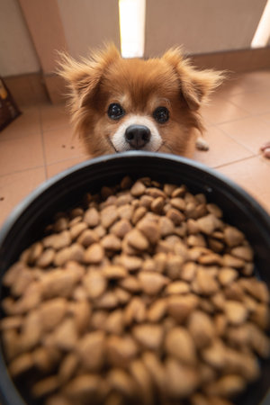 Chihuahua dog eating dry food in bowl at home.の写真素材