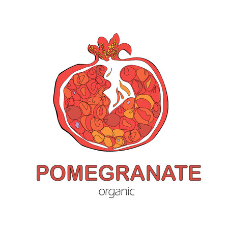 Hand Drawn organic Pomegranate fruit on Whiteのイラスト素材