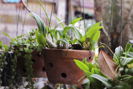 potted plants. Clay pots hang. Plants are large leaves, in the background there is a climbing plantの写真素材