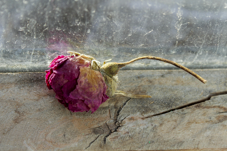 Dried rose on a wooden window sill. It's raining behind the glass.の写真素材