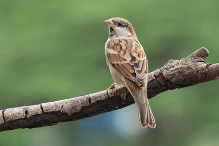 House sparrow (Passer domesticus) perched on a branchの写真素材