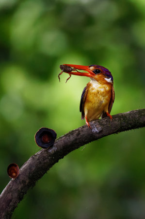Colorful Kingfisher (Halcyon smyrnensis) perching on a branchの写真素材