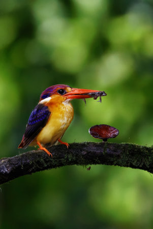 Male of Black Kingfisher (Halcyon smyrnensis) perching on a branch, eating a fishの写真素材