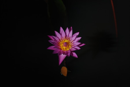 lotusの写真素材
