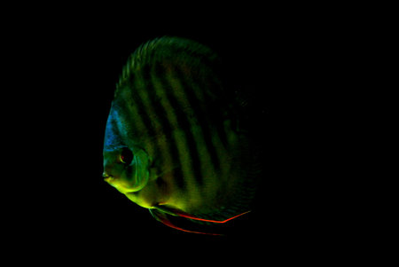 wild discus on black backgroundの写真素材
