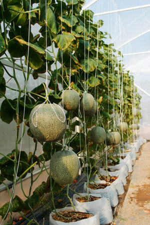 hydroponics melon farmの写真素材