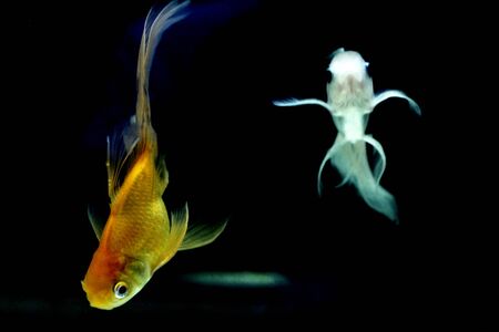 goldfish in black backgroundの写真素材