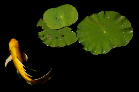 goldden koi  fancy carp fishの写真素材