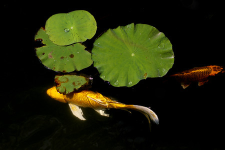 goldden koi  fancy carp fishの写真素材