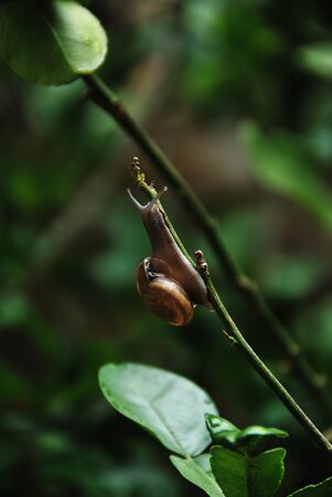 a snail climbing on bergamot treeの写真素材
