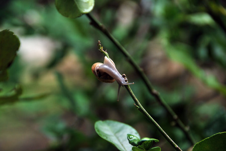 a snail climbing on bergamot treeの写真素材