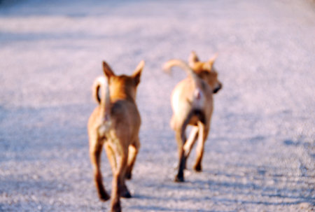 2 young dogs go back home : motion blur