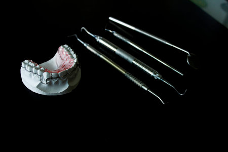 dental model of human teeth  and  instrument dentist