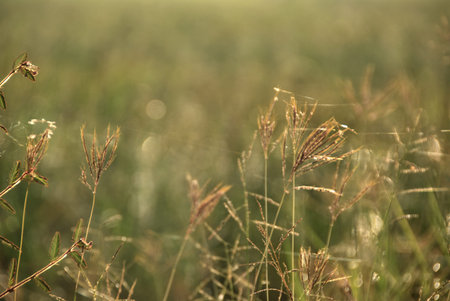 grassfield motion blur