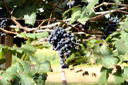 lush grapes fruit hanging on vine in vineyardの写真素材