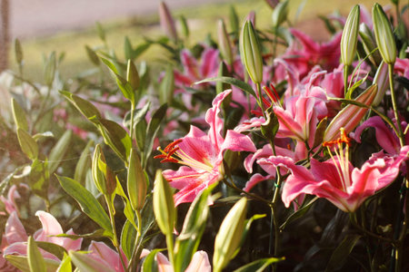 pink lilly in spray waterの写真素材