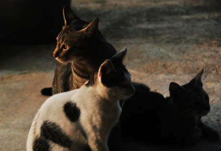 mother cat and her kittensの写真素材