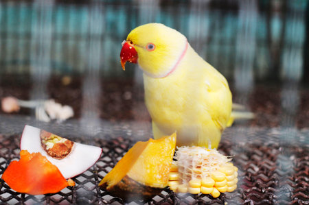 yellow indian ringneck parakeet feeding in cageの写真素材