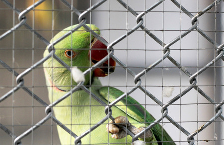 green indian ringneck parakeet  in cageの写真素材