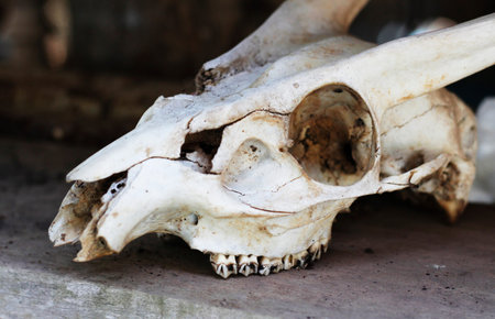 deer skull closed up