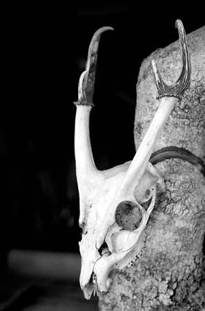 deer skull  black and white pictureの写真素材