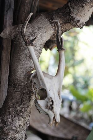 deer skull on treeの写真素材