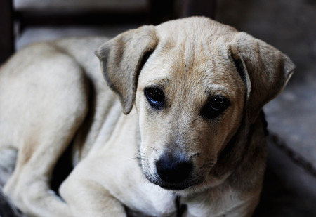portrait of thai street dog and select point focus at dog's faceの写真素材