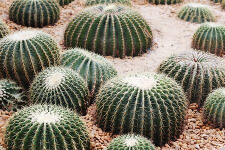 cactusの写真素材