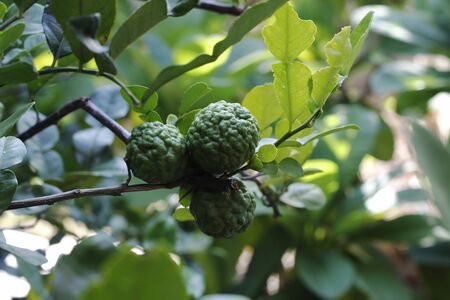 bergamot treeの写真素材