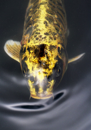 head of fancy koi carp fishの写真素材
