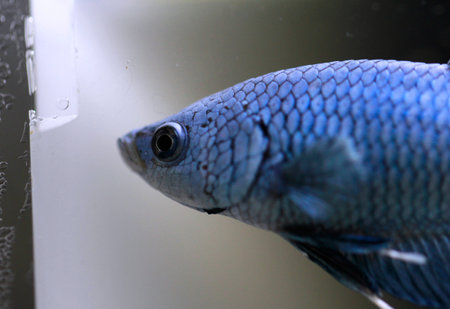 head of blue color betta fish