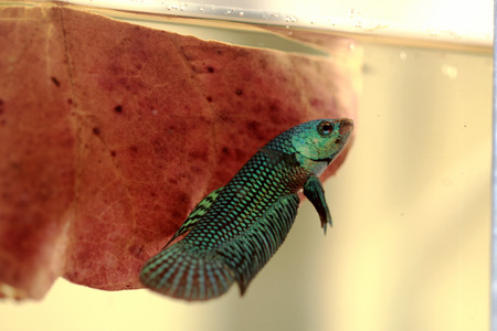 green wild betta with dry leaf backgroundの写真素材