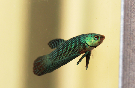 green wild bettaの写真素材