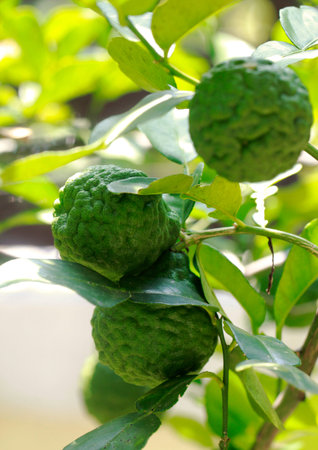bergamot tree