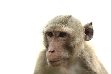 face of monkey on white backgroundの写真素材
