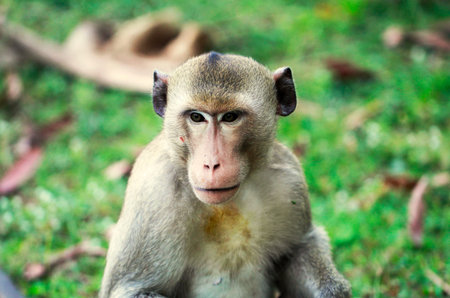 monkey