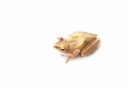 Golden Tree Frog, Common Tree Frog on a white backgroundの写真素材