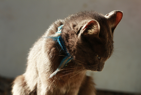 grey cat portraitの写真素材