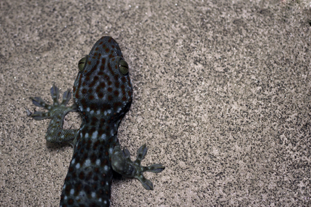 gecko on cement floorの写真素材